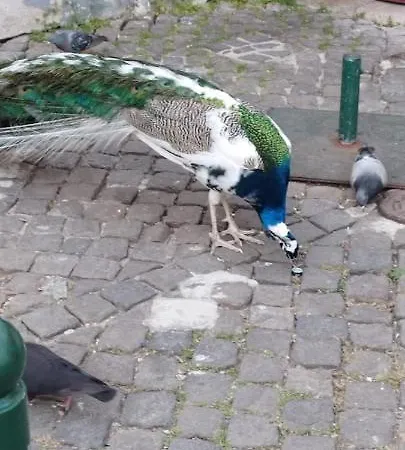 Appartamento My Castelo