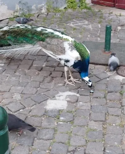 Apartment My Castelo